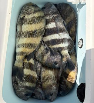 Port O'Connor sheepshead making for excellent table fare!