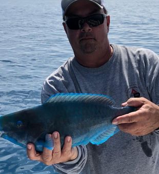 Blue Parrotfish from Ramrod Key, Florida 