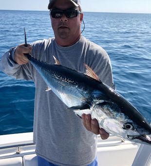 Little tunny from Atlantic ocean