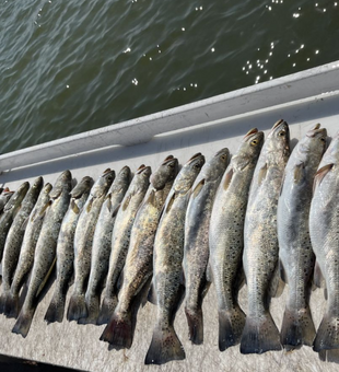 The Thrill of Galveston Sea Trout