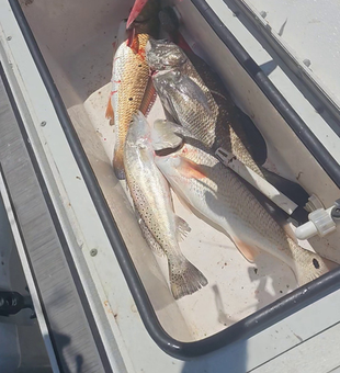 Reeling in the best catches at Port Aransas!