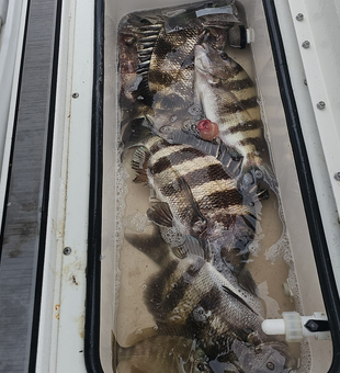 Sheepshead, Black Drum, and smiles all day! 