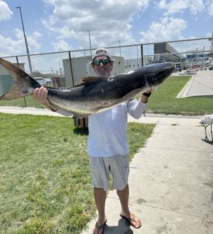 Goliath Cobia Haul! - Port Canaveral, FL.