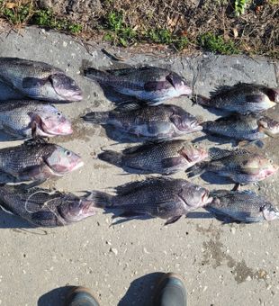 Full catch: plentiful tilapia!