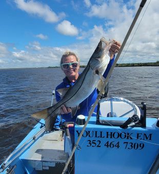 Snook lurking along oyster bars in the Chassahowitzka River.