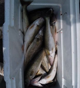Lake Erie Walleye limit success!