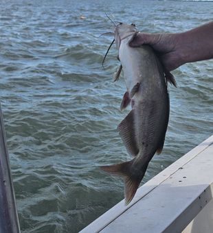 Strong Lake Erie catfish catch.