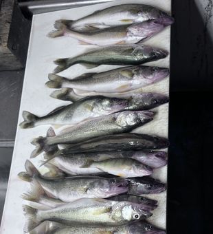 Impressive Lake Erie walleye haul!