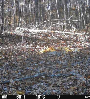 Perfect forest setting for exciting light tackle fishing with jigging and trolling techniques under clear skies.