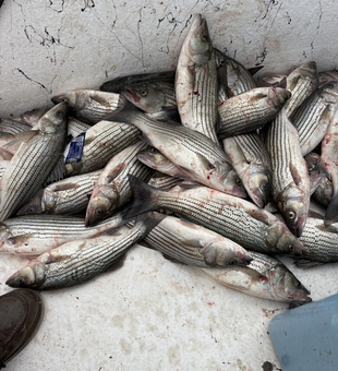Blasted today with these striped bass and white bass using jigging and trolling!