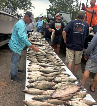Stripers full coolers