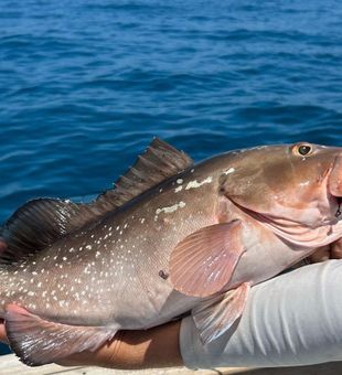 Catching Filleting and Cleaning In Key West FL