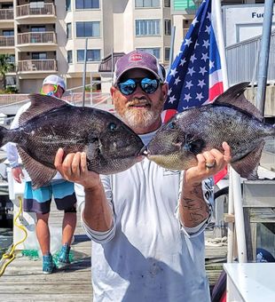 Grey Triggerfish Fishing in Murrells Inlet, SC