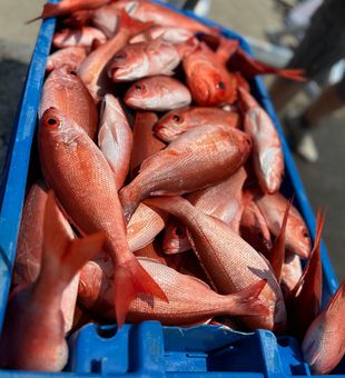 A Gulf fishing day full of snappers and fun.