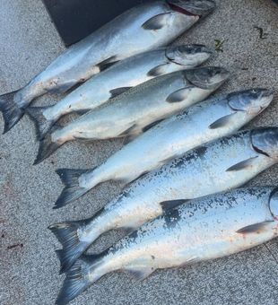 Fresh Montesano Coho salmon ready for the table!