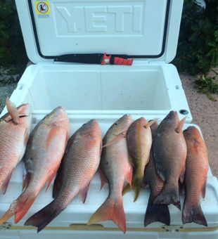 Mangrove Snapper Fish from Fort Pierce, FL