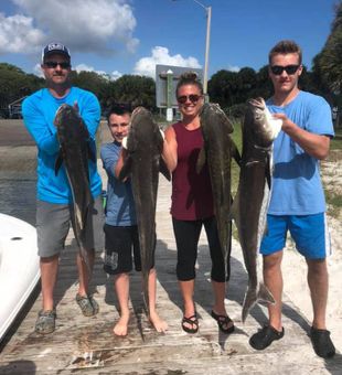 Cobia Fish from Fort Pierce, FL