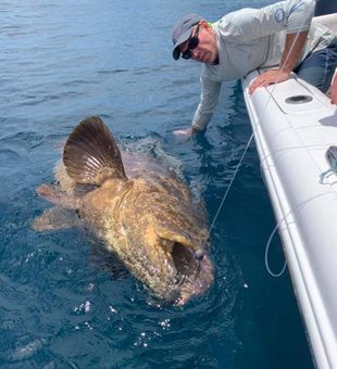 Massive Grouper From Fort Pierce, FL