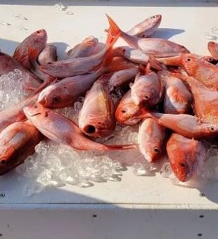 Red Snapper from Orange Beach, Alabama