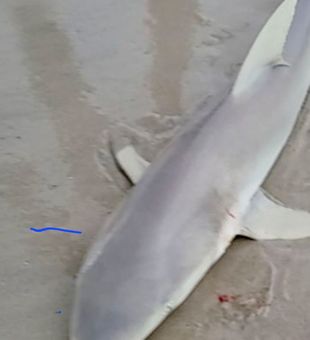 Land based shark fishing on Topsail Beach