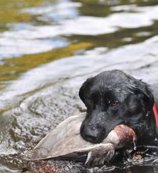 New Hampshire Hunting With Our Trusty Pup!