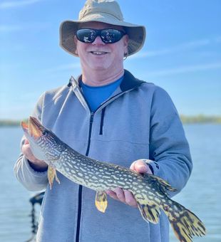 Magnificent Northern Pike in Wisconsin Lakes