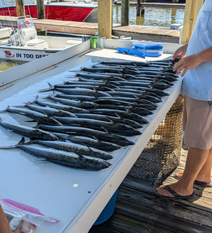 The perfect day for some deep sea fishing action at the Fort Morgan Marina!