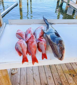 Gulf Shores red snapper fishing delivers excellent results!