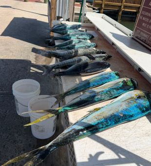Beautiful Key West mahi mahi catch on display!