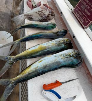 Beautiful Key West mahi mahi ready for the table!