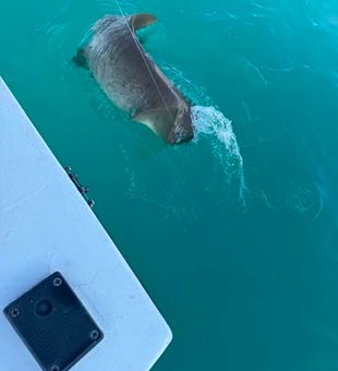 Plan your Key West fishing trip and experience some of the best saltwater action in Florida.