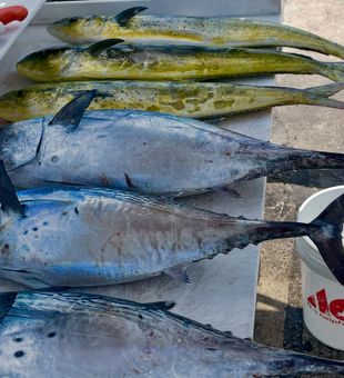 Bright mahi-mahi and shiny tuna catch.