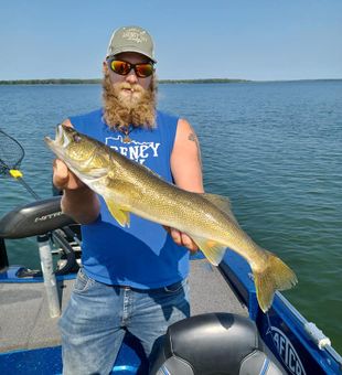 Hooked walleye, Lake Bemidji charter