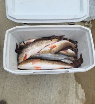 Aransas Reds Never Disappoint