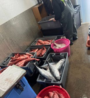 Busy dockside sorting with fresh red snapper and tuna ready for the cooler