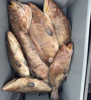 Solid black grouper haul packed tight after a productive grouper fishing day