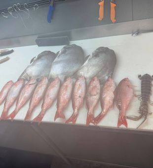 Loaded Gulf Catch!