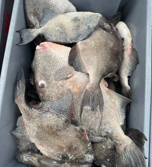 Heavy gray triggerfish haul stacked in the cooler after a strong offshore fishing trip