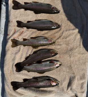 Six beautiful rainbow trout from White River fishing success!