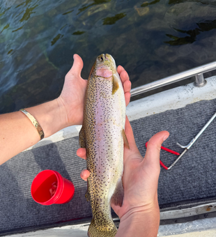 Beautiful White River rainbow trout ready for release!