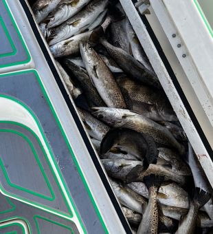 Box full of cold front  speckled trout
