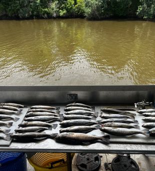 St. Bernard speckled trout. We fish Shell Beach, Hopedale, Delacroix, and the Biloxi Marsh. Just a short drive from New Orleans. 