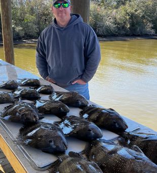 Sheephead in Shell Beach, Louisiana