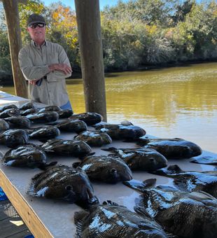 Sheepshead in Hopedale, La