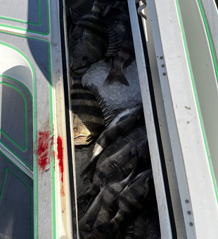 Fresh St Bernard sheepshead filling up the cooler!