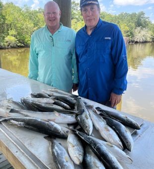 Outstanding speckled trout haul from St Bernard waters!