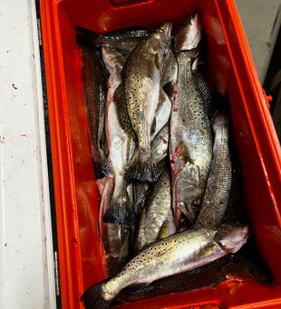 Hammer trout on top water and jerkbaits 