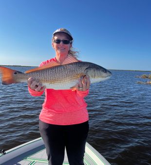 Big copper redfish