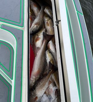St Bernard redfish filling up the cooler!
