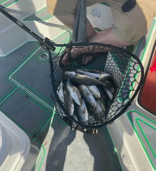 St Bernard speckled trout filling up the net!